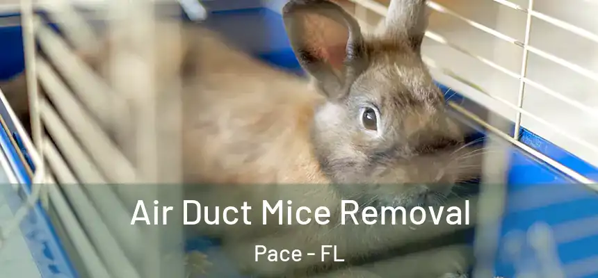 Air Duct Mice Removal Pace - FL